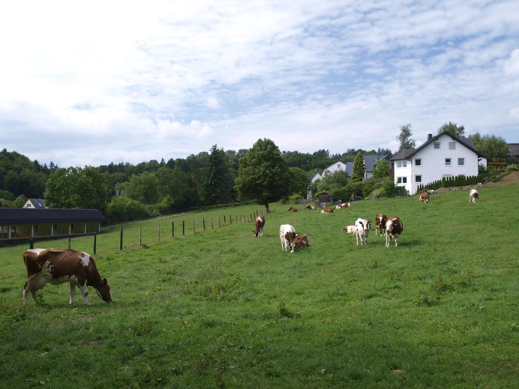 Landhotel Henkenhof Willingen Willingen  Exteriér fotografie